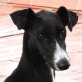 Milu wer hilft ihm zu vergessen?, Podenco Mix - Rüde