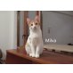 Milva geb. 08/2019 sucht Kuschelkorb - Katze