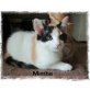 Mimba, Main Coon Mischling und Glückskatze - Katze