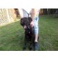 Mimi, Cane Corso - Hündin