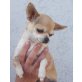 Mimi, Chihuahua kurzhaariger Schlag - Hündin