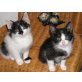 Mimi & Fee, Europäische Kurzhaarkatze - Katze