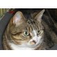 Mimi - Freigängerin, Europäische Kurzhaarkatze - Katze