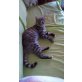 Mimi, Hauskatze - Katze