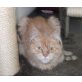 Mimi, Maine Coon - Katze