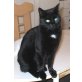 Mimi, Mischling - Katze