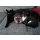 Mimi, Perser - Katze