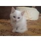 Mimi, Persische Angora - Katze