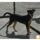 Mimi, Pinscher (-Mischling?) - Hündin