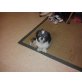 Mimi, Shih Tzu - Hündin