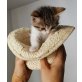 Mimi, Süsse und verspielte Babykatze  - Katze