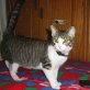 Mimi, charmanter Grautiger mit weiß - Katze