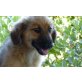 Mimi  -  ein ganz liebes Hundekind! - Hündin