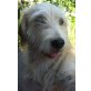 Mimi  ein tolles Wuschelmädchen, Briard  Spinone Mischling - Hündin