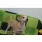 Mimi, herziges Welpenmädchen Welpen - Hündin