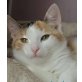 Mimi, keine Vermittlung in Einzelhaltung - Katze