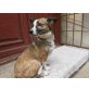 Mimi, sucht verantwortungsvolles Zuhause - Hündin