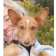 Mimie, Podenco Andaluz - Hündin