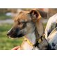 Mimka, mit 3 Monaten schon im Tierheim Welpen - Hündin