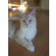 Mimmi, Maine Coon - Katze