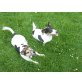 Mimo + Baby, Jack-Russell-Terrier - Rüde