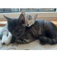 Mina & Baghira, Stubentiger - Katze