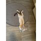 Mina, Bengalkatze - Katze
