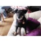 Mina, Deutscher Jagdterrier - Hündin