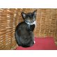 Mina, Hauskatze - Katze
