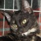 Mina, schildpatt - Katze