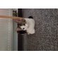 Mingi, Hauskatze - Kater