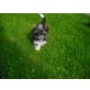 Mini Biewer Yorkshire Terrier Welpe Welpen - Rüde