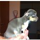 Mini Chihauha Welpen , Chihuahua kurzhaariger Schlag Welpen - Rüde