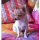 Mini-Chihuahua, Chihuahua langhaariger Schlag - Rüde