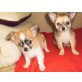 Mini Chihuahua, Chihuahua langhaariger Schlag Welpen - Hündin