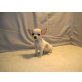 Mini Chihuahua Rüde - Rüde