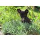 Mini, Chihuahua langhaariger Schlag Welpen - Rüde