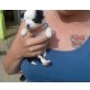 Mini Langhaar Chihuahua, Chihuahua langhaariger Schlag Welpen - Hündin