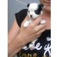 Mini Langhaar Chihuahua Mädchen, Chihuahua langhaariger Schlag Welpen - Hündin