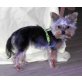 Mini Lilly, Yorkshire Terrier Welpen - Hündin