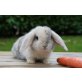 Mini Lop