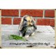 Mini Lop