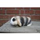 Mini Lop