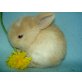 Mini Lop