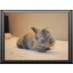 Mini Lop