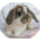 Mini Lop
