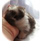Mini Lop