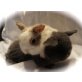 Mini Lop
