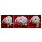 Mini Lop