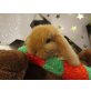 Mini Lop